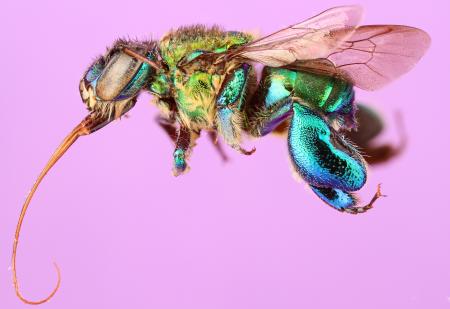 Bee Closeup