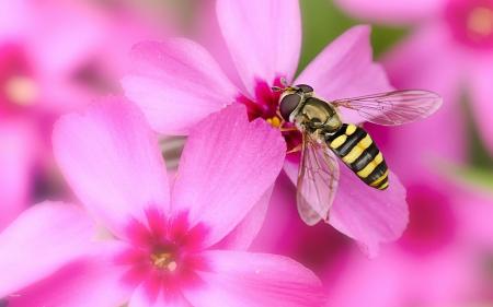 Bee on Flower