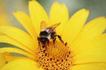 Bee on Flower