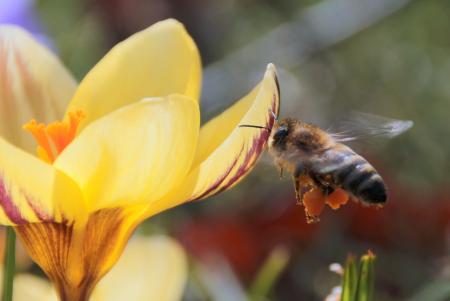 Bee in the Garden