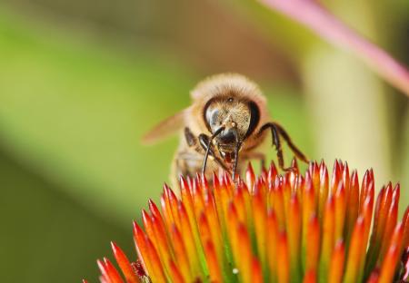 Bee in the Garden