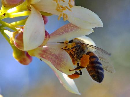 Bee in the Garden