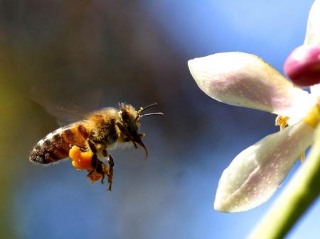 Bee in the Garden