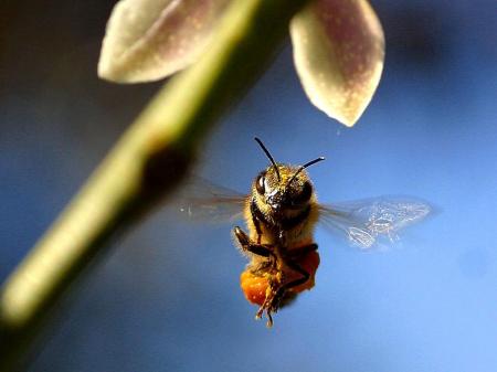 Bee in the Garden