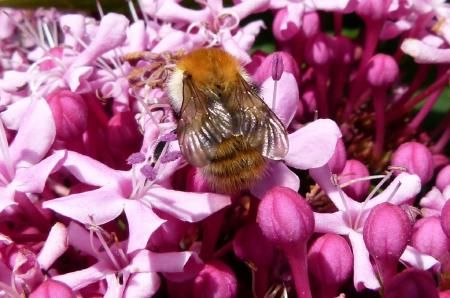 Bee in the Garden