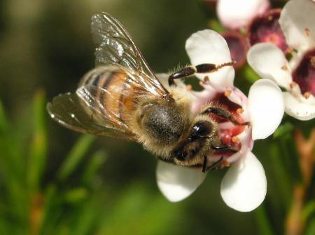 Bee in the Garden