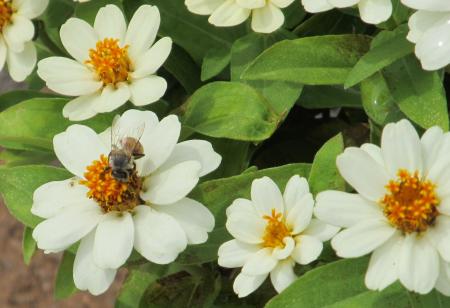 Bee in the Garden