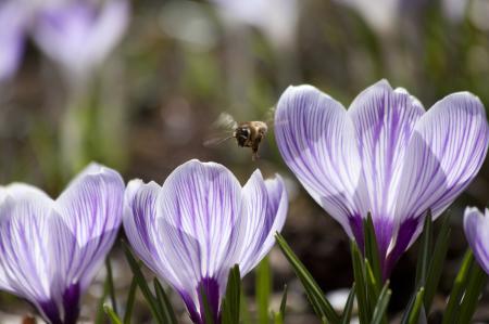 Bee in the Garden