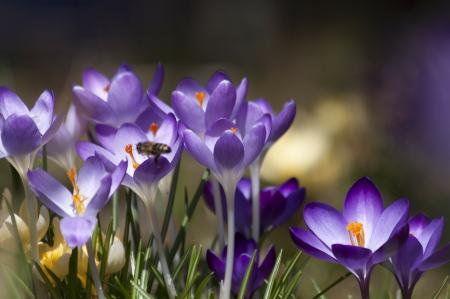 Bee in the Garden