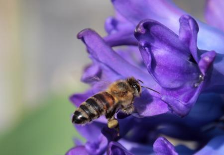 Bee in the Garden