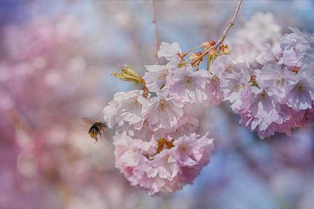 Bee in the Garden