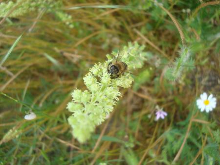 Bee on a wild flower