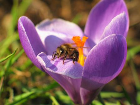 Bee on Crocus