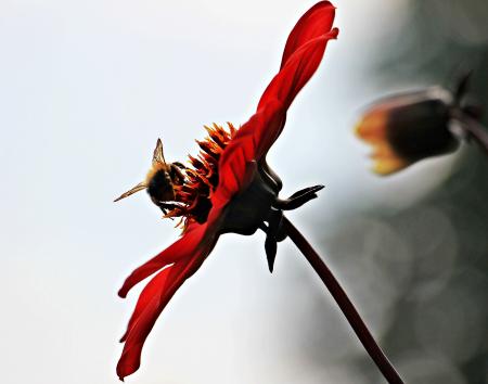 Bee on Dahlia