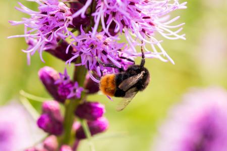 Bee on Liatris Spicata