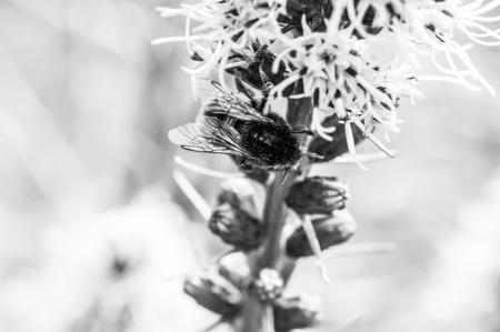 Bee on Liatris Spicata