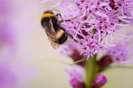 Bee on Liatris Spicata