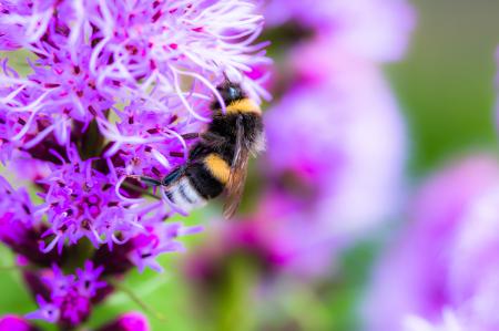 Bee on Liatris Spicata