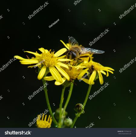 Bee on Marguerite