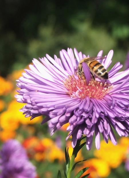 Bee on purple flower