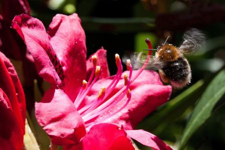 Bee on Rhododendron