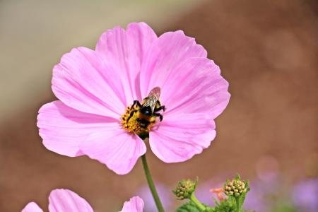 Bee on the Cosmo