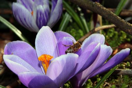 Bee on the Crocus