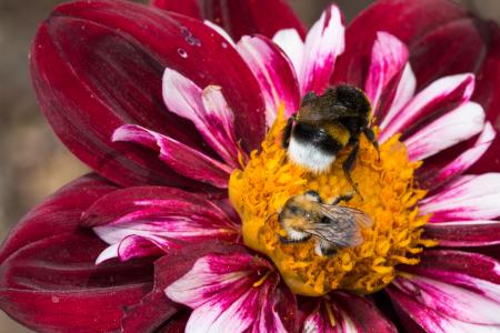 Bee on the Dahlia