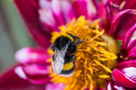 Bee on the Dahlia