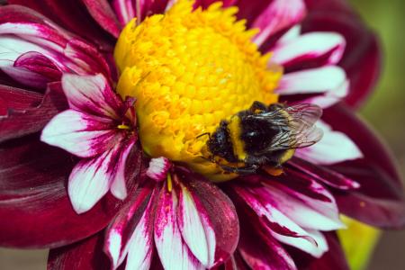 Bee on the Dahlia