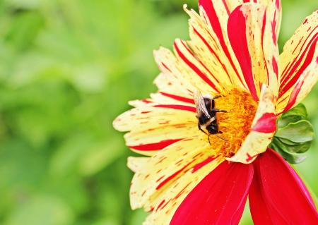 Bee on  the Dahlia