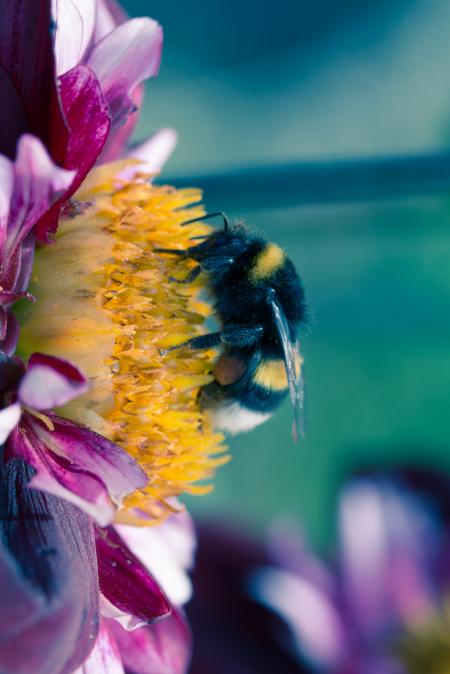 Bee on the Dahlia