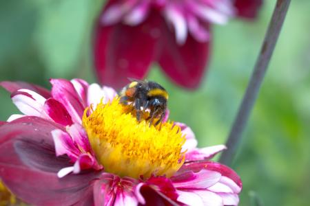 Dahlia Hortensis