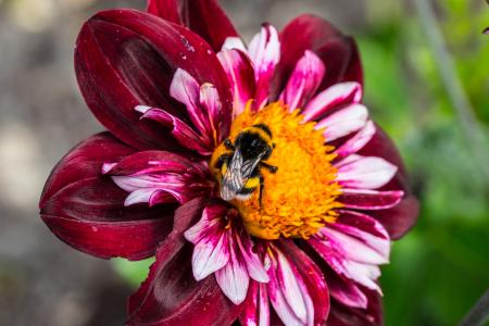 Bee on the Dahlia