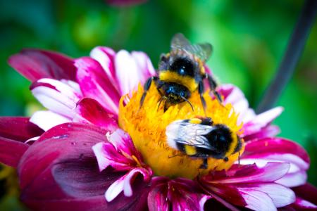 Bee on the Dahlia