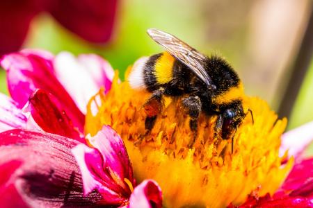 Bee on the Dahlia