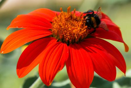 Bee on the Flower