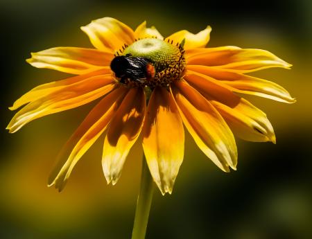 Bee on the Flower