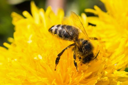 Bee on the Flower