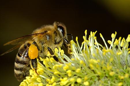 Bee on the Flower