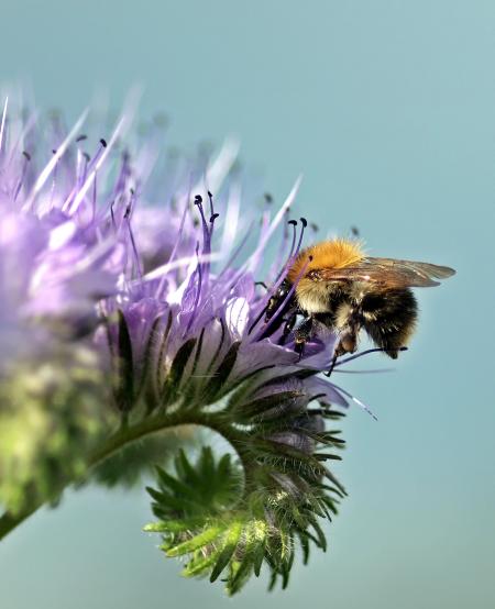 Bee on the Flower