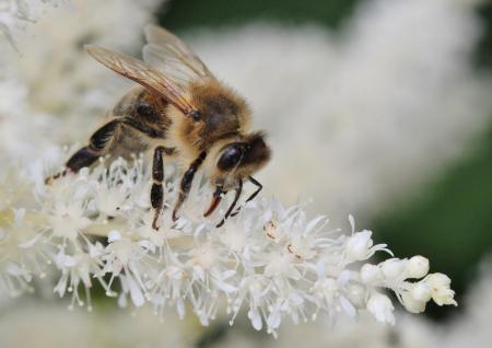 Bee on the Flower