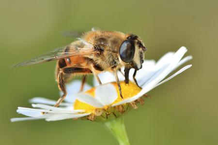 Bee on the Flower