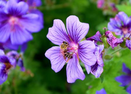 Bee on the Flower