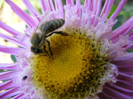 Bee on the Flower