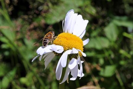 Bee on the Flower