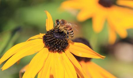 Bee on the Flower