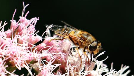 Bee on the Flower