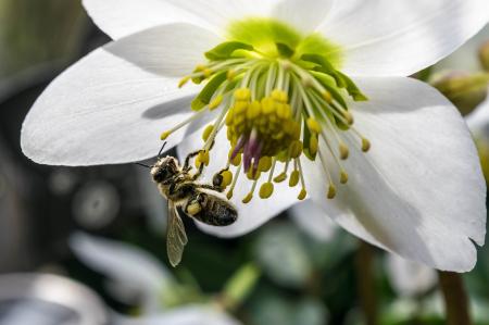 Bee on the Flower