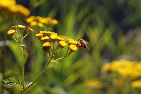 Bee on the Flower